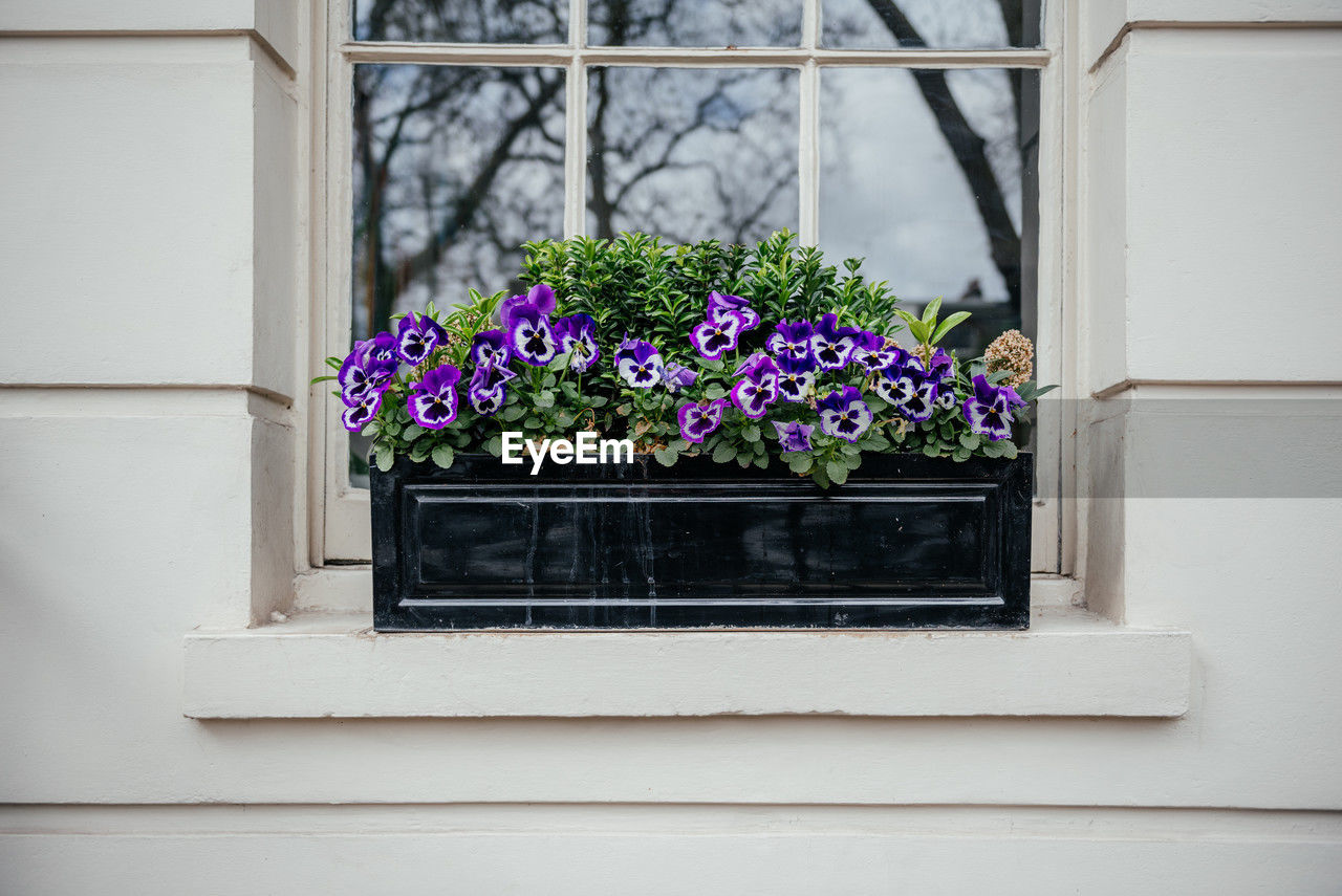 flower, plant, flowering plant, window, nature, architecture, growth, no people, blue, freshness, day, wall, balcony, building exterior, white, built structure, potted plant, spring, beauty in nature, outdoors, window sill, fragility, house, building, flowerpot, glass, home, wall - building feature, interior design
