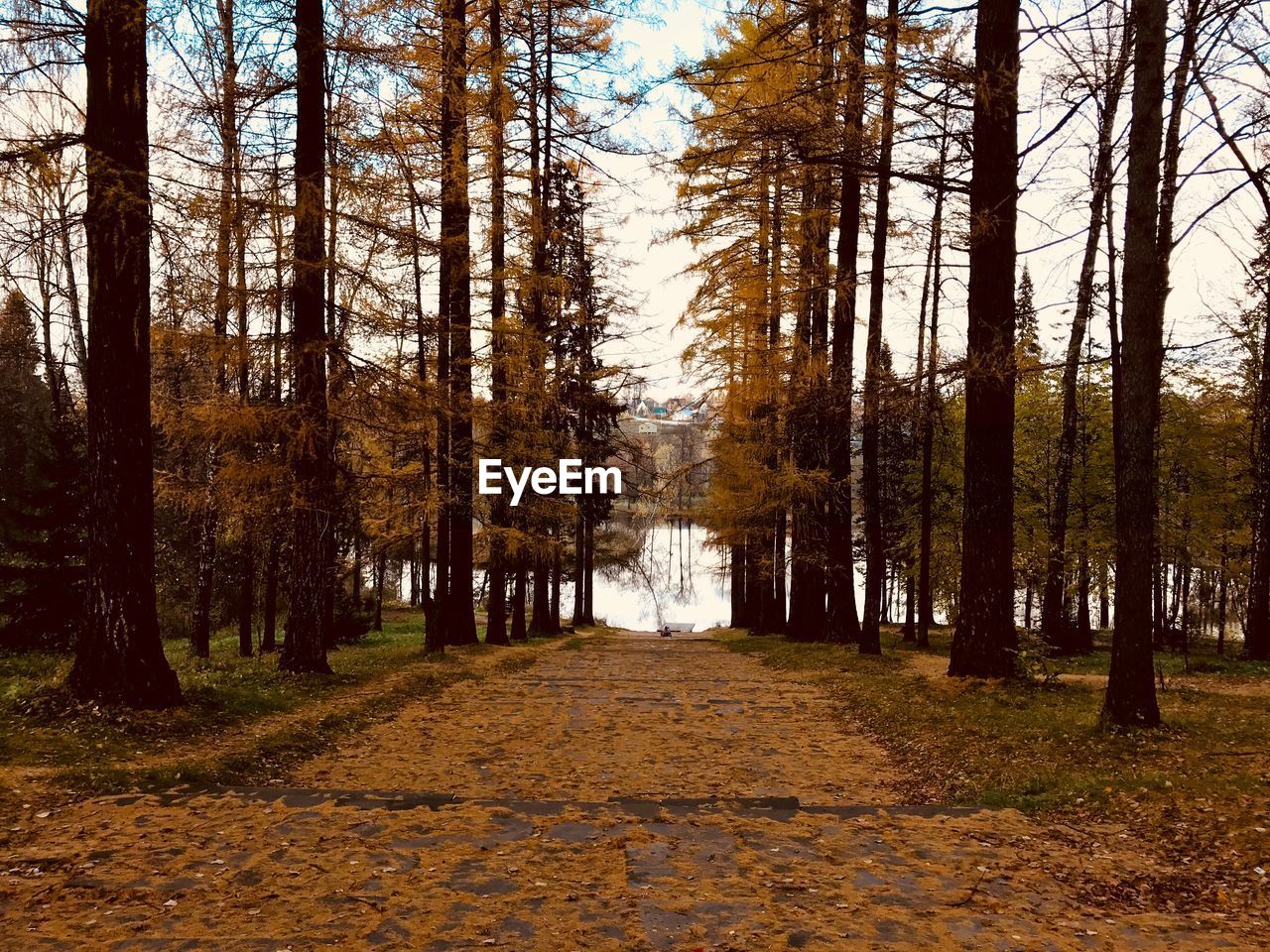 Footpath amidst trees in forest during autumn