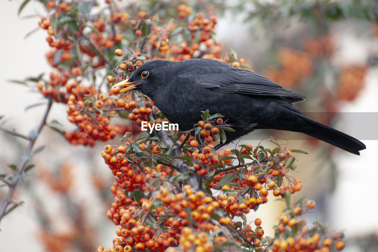 Male european blackbird eating firethorn berries