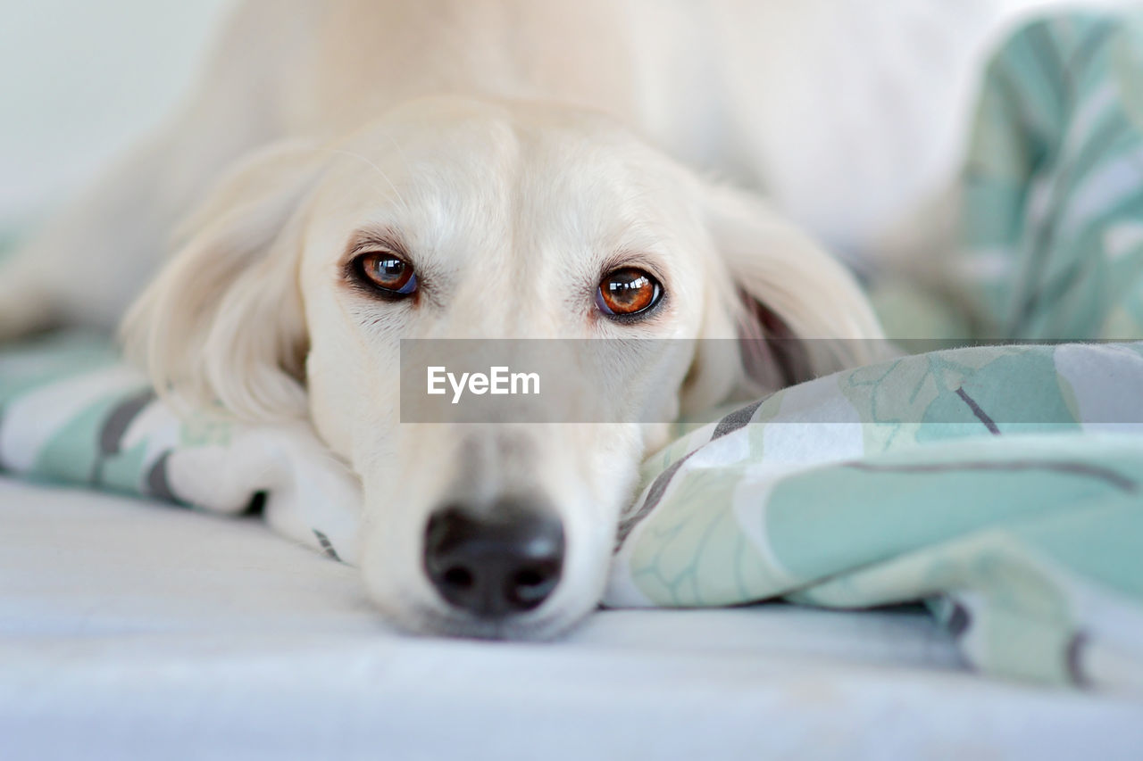 Intensive dog eyes of purebred adorable white saluki / persian greyhound. happy, relaxed female dog