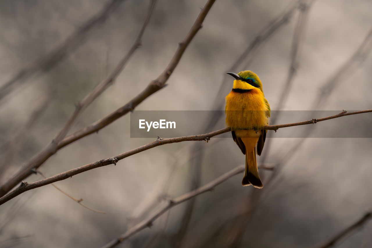 bird perching on branch