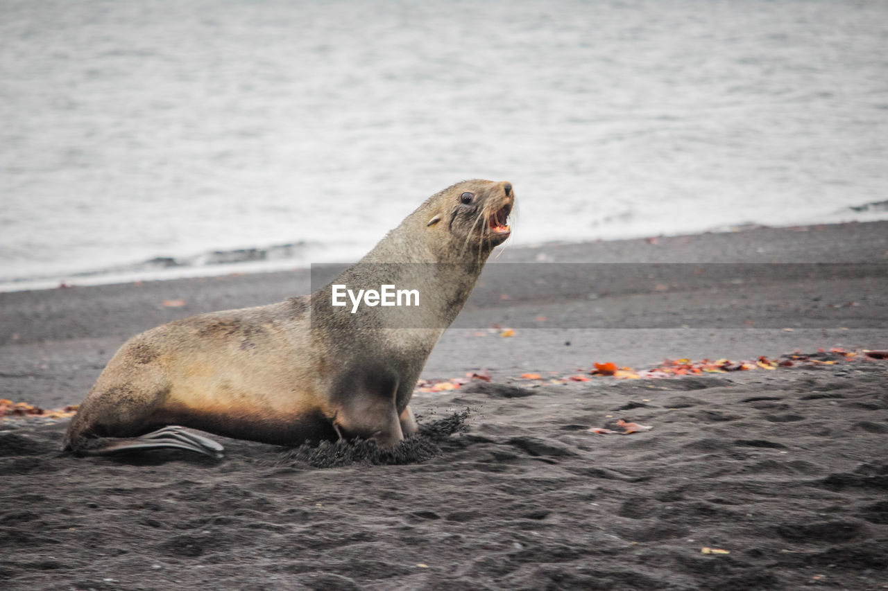 SEA LION RESTING ON BEACH