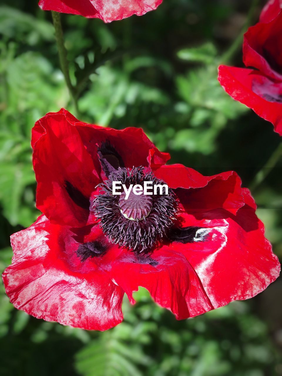 CLOSE-UP OF RED HIBISCUS BLOOMING IN PARK