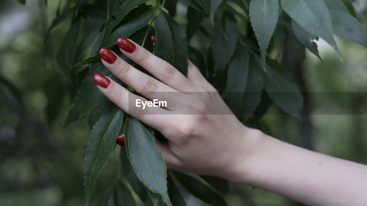 Female hand with red nailpolish holding a leaf