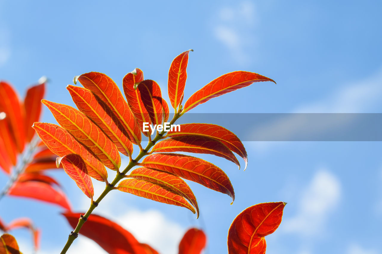 CLOSE-UP OF ORANGE PLANT AGAINST SKY