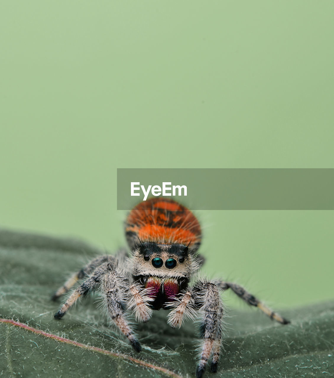 VIEW OF SPIDER