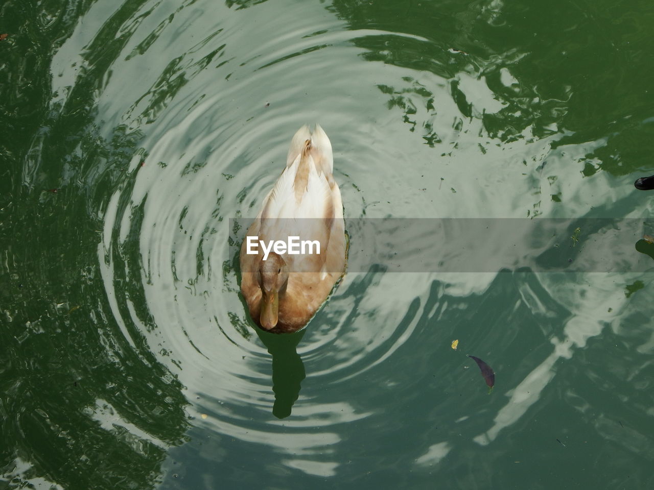 HIGH ANGLE VIEW OF SWANS SWIMMING IN LAKE