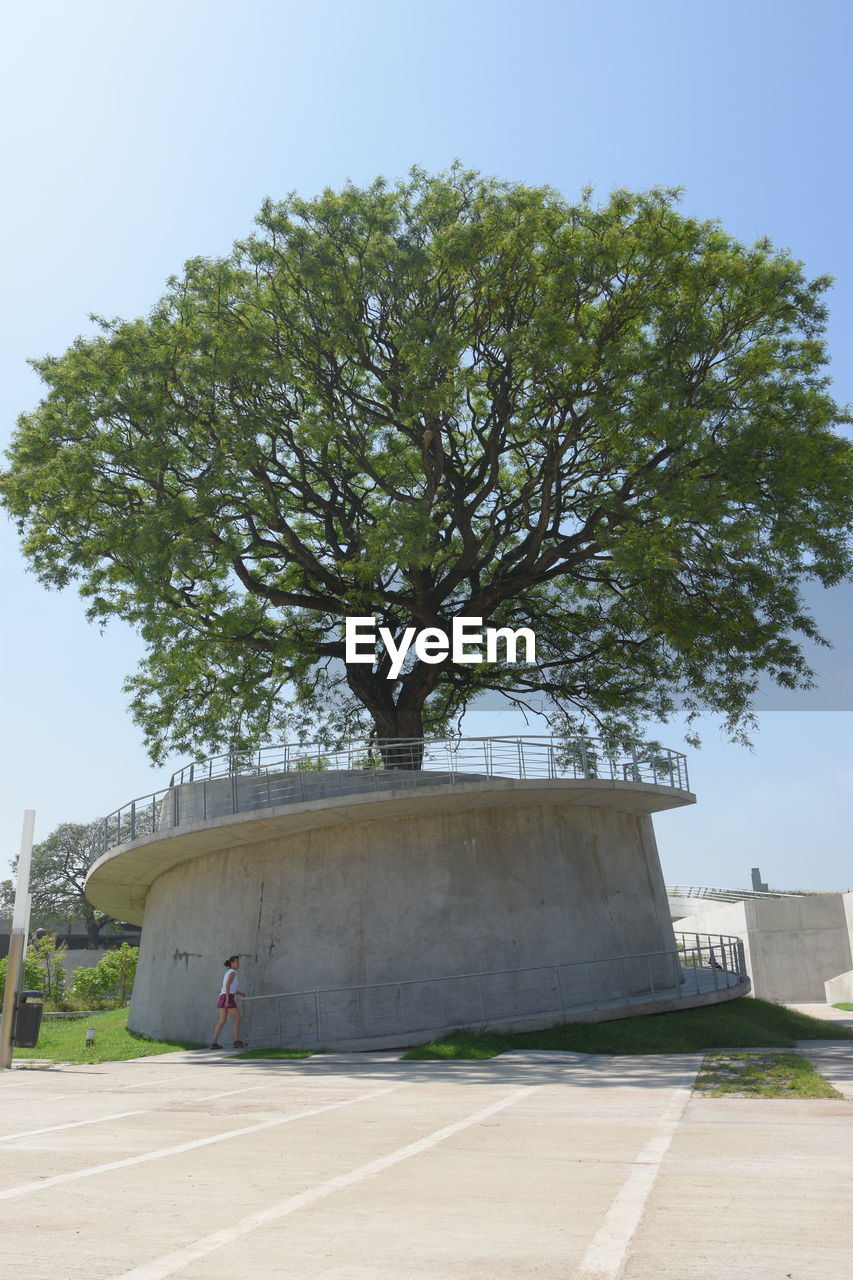 LOW ANGLE VIEW OF TREE