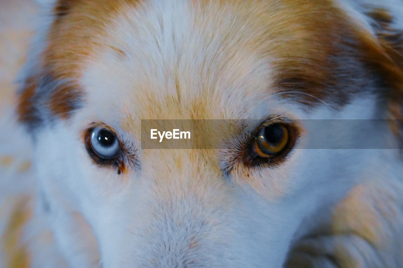 CLOSE-UP OF DOG EYE