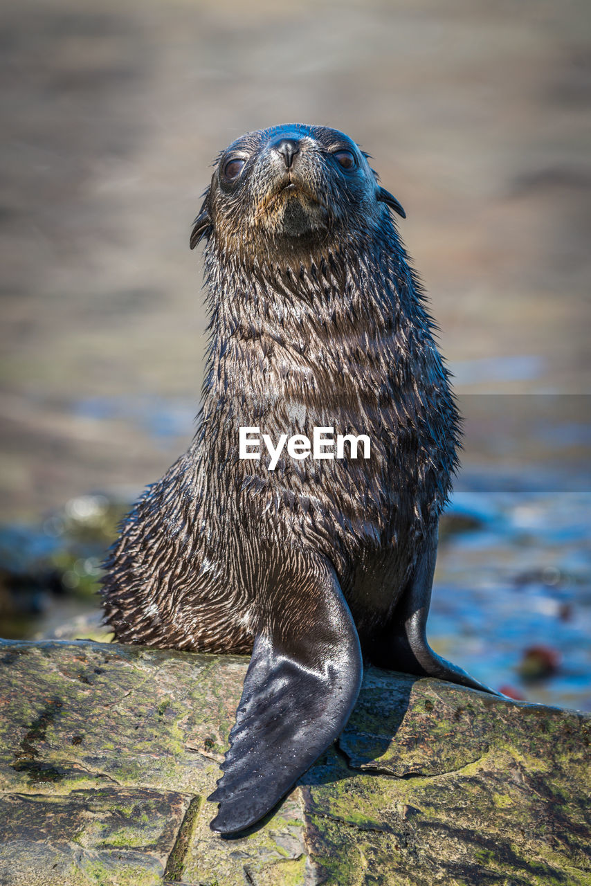 Antarctic fur seal pup stretching on rock