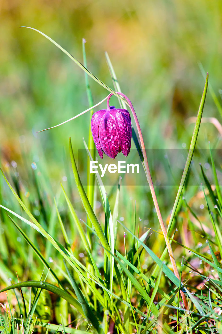 Close-up of flower growing in field