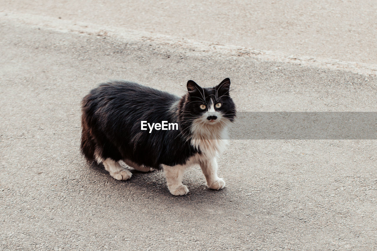 PORTRAIT OF CAT SITTING ON STREET BY COBBLESTONE