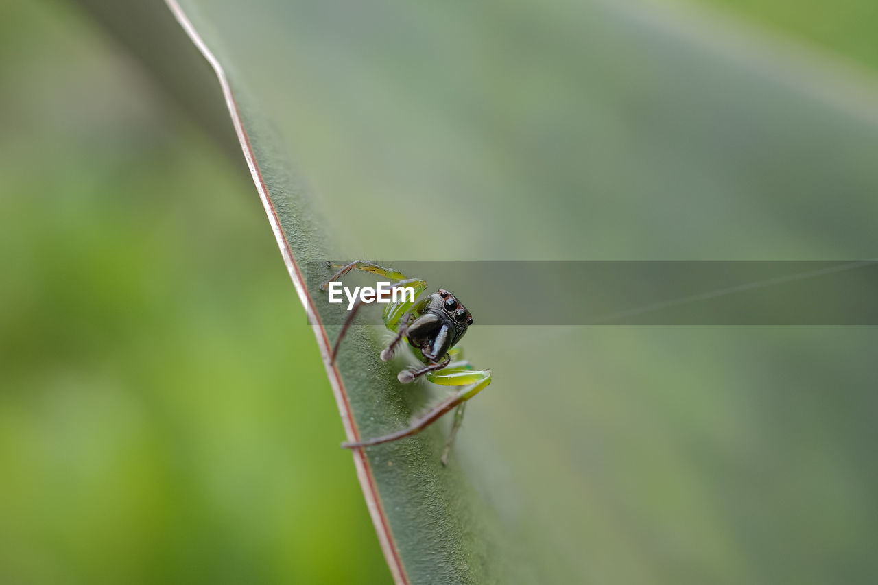 Close-up of spider on leaf