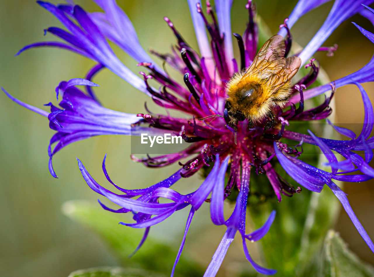 CLOSE-UP OF INSECT ON PURPLE FLOWER