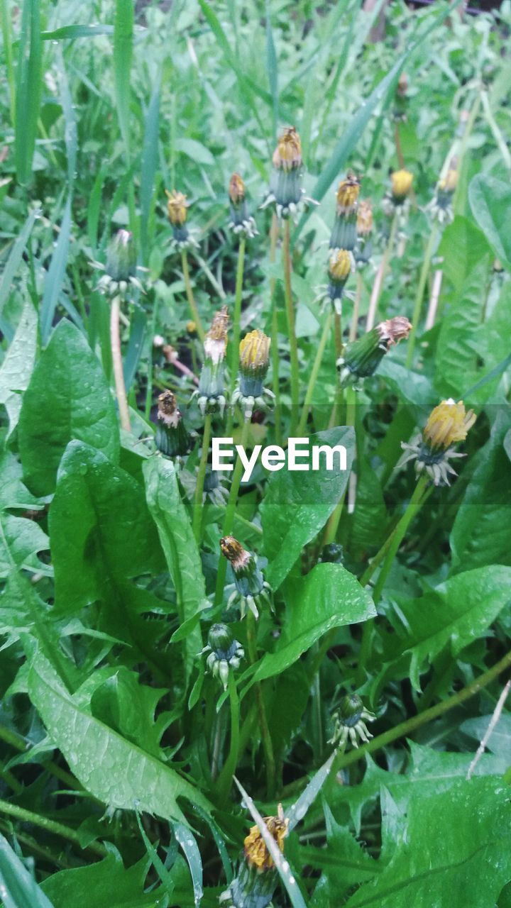 CLOSE-UP OF PLANTS