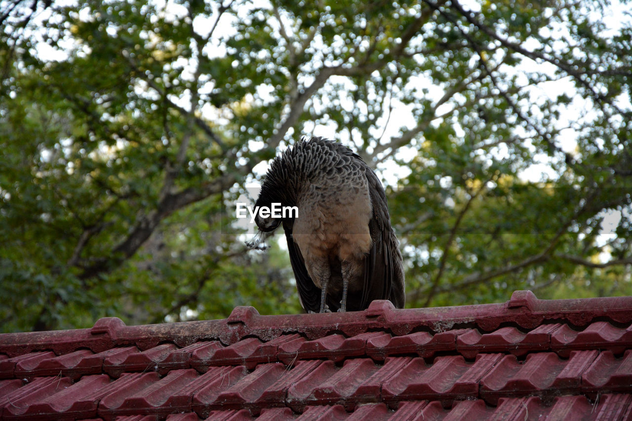 Peacock on roof against trees