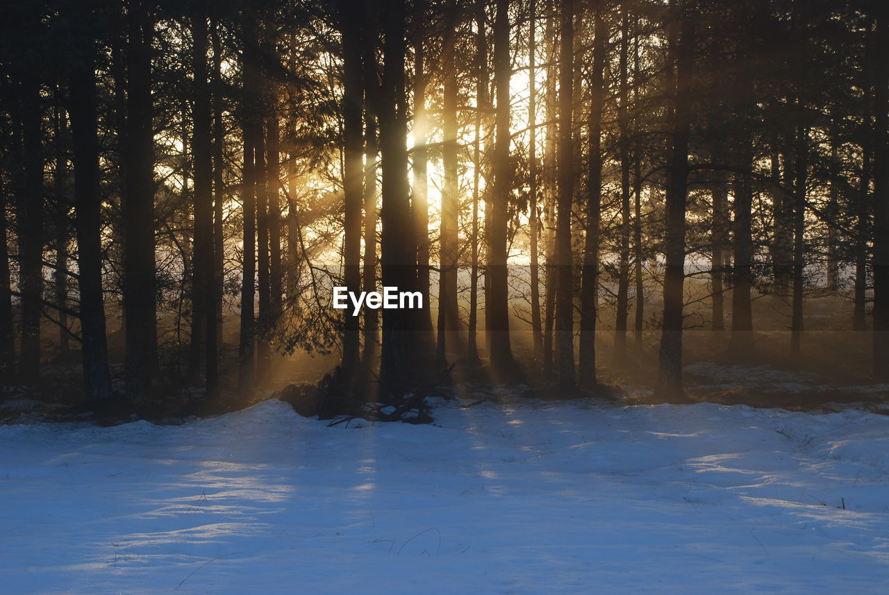 Trees in forest during winter