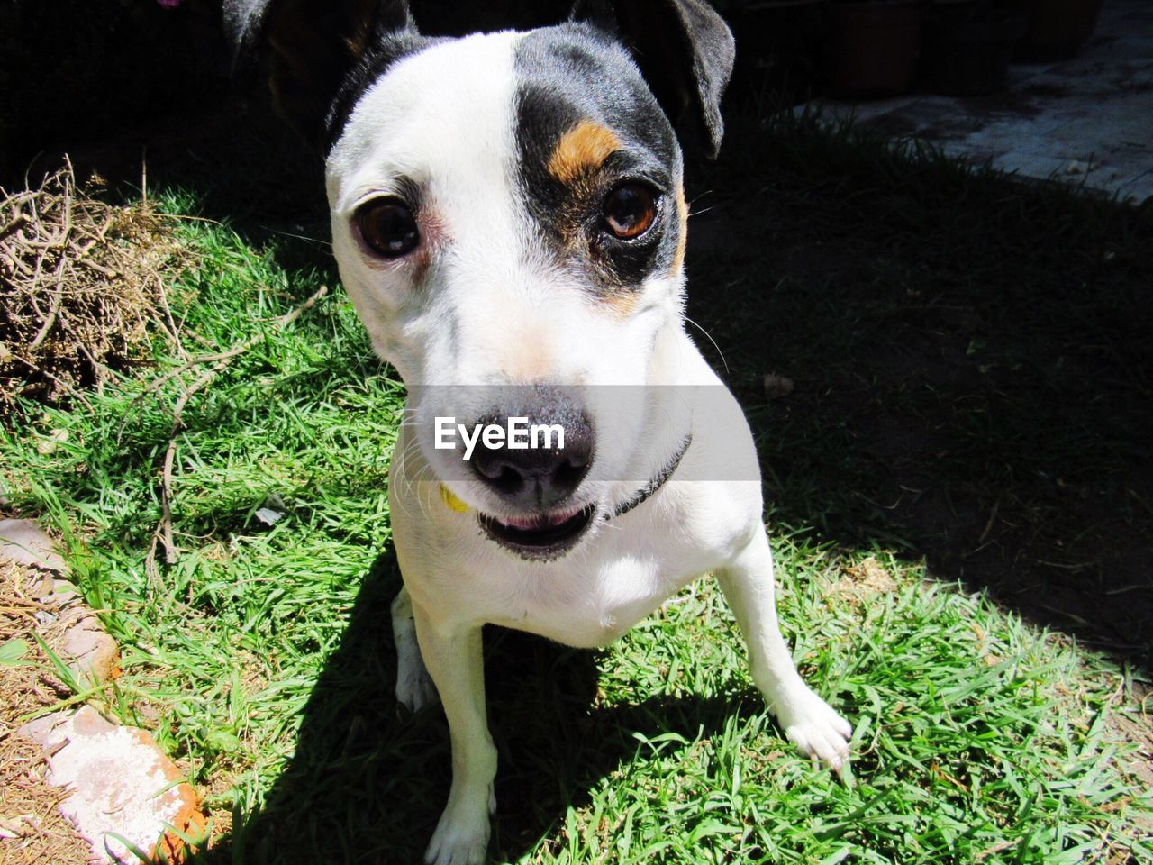 CLOSE-UP PORTRAIT OF DOG