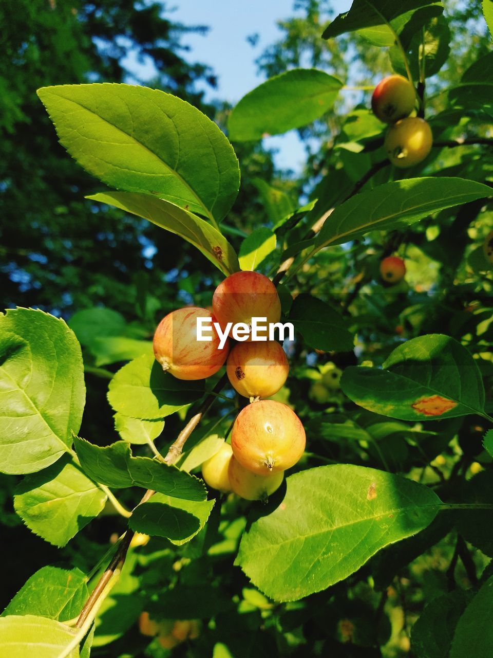 CLOSE-UP OF FRUITS ON TREE