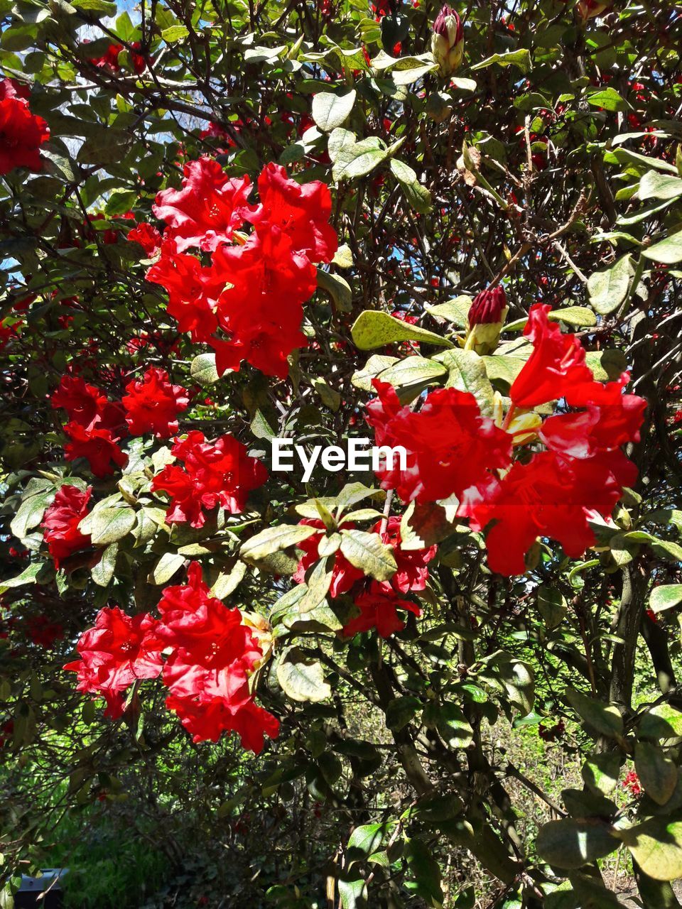 CLOSE-UP OF RED HIBISCUS BLOOMING