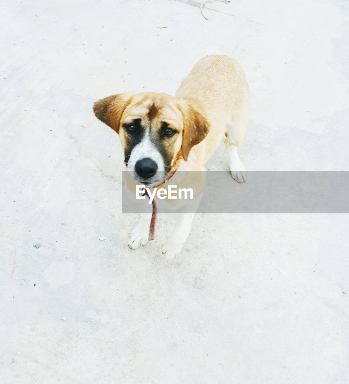 HIGH ANGLE PORTRAIT OF DOG SITTING ON FLOOR