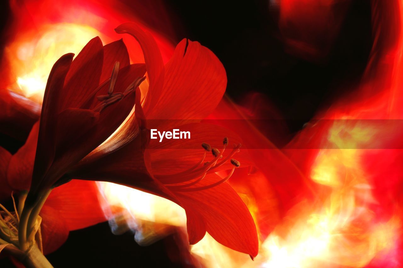 Close-up of red rose flower