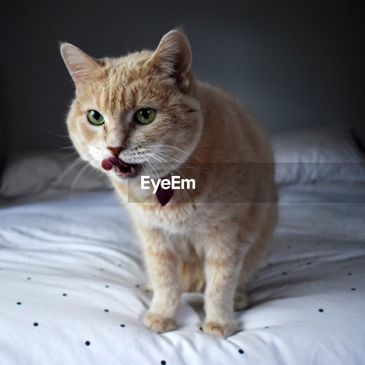 PORTRAIT OF CAT SITTING ON BED