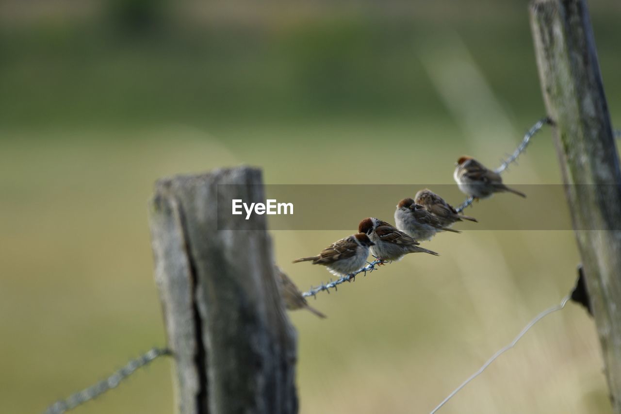 CLOSE-UP OF INSECT PERCHING ON PLANT