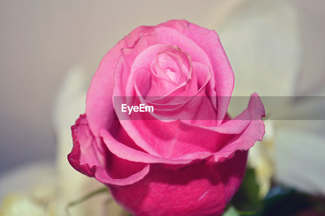 CLOSE-UP OF ROSE BLOOMING OUTDOORS