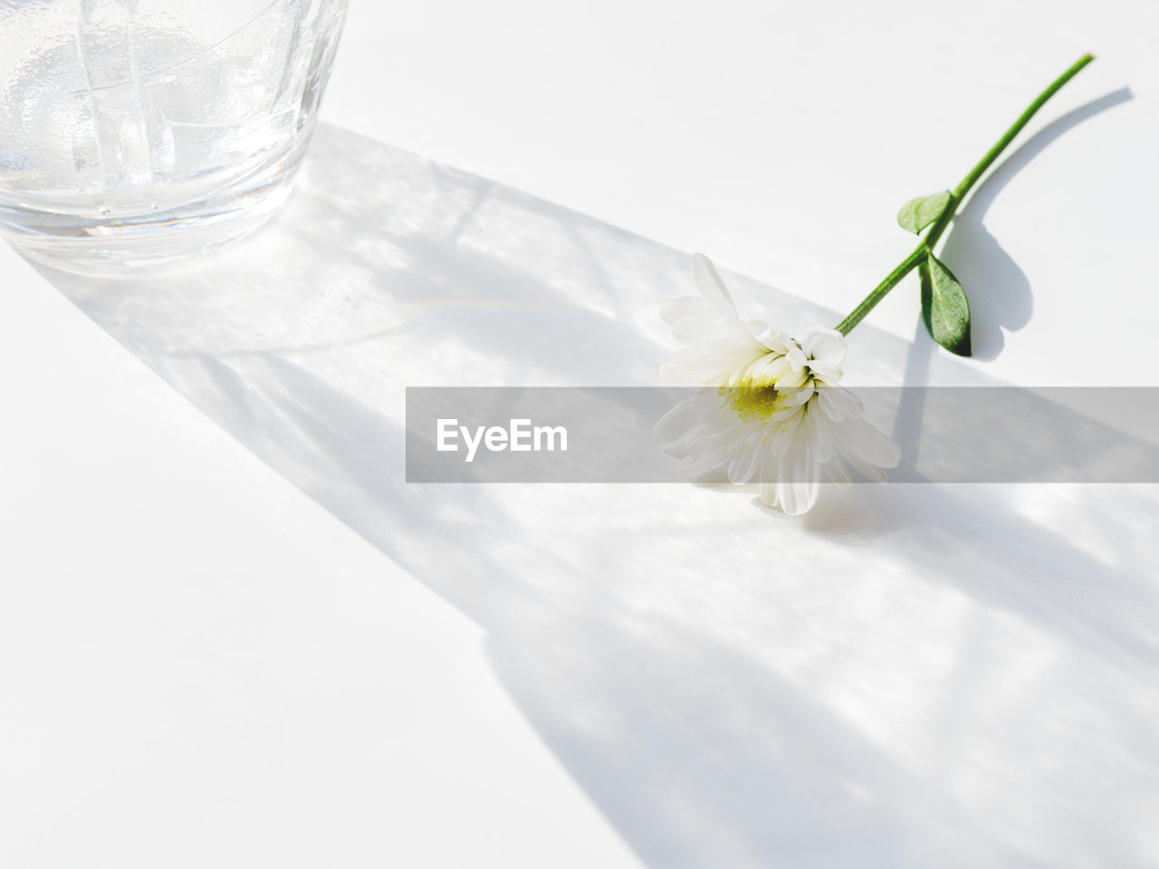 Blooming chrysanthemum flower lying in laced shadow of transparent glass vase.