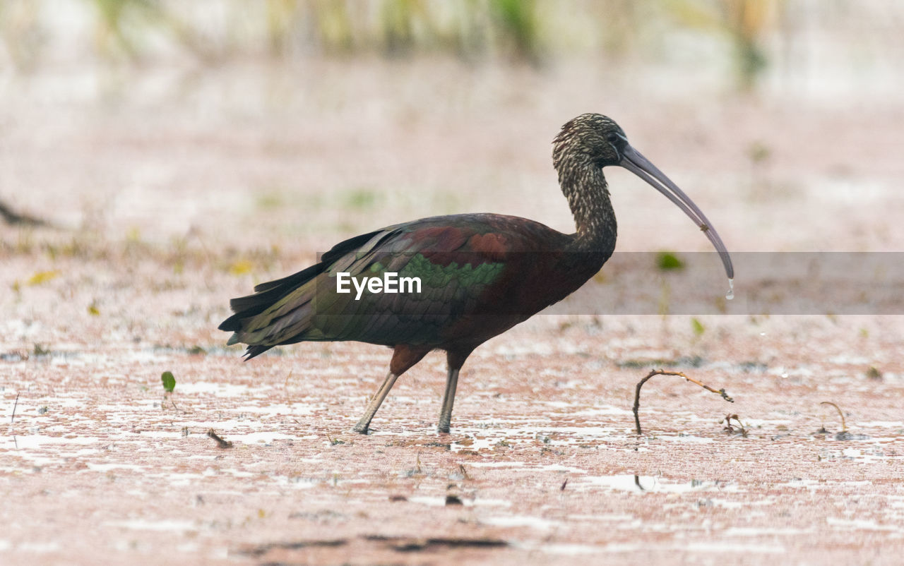 Close-up of the glossy ibis at a lake