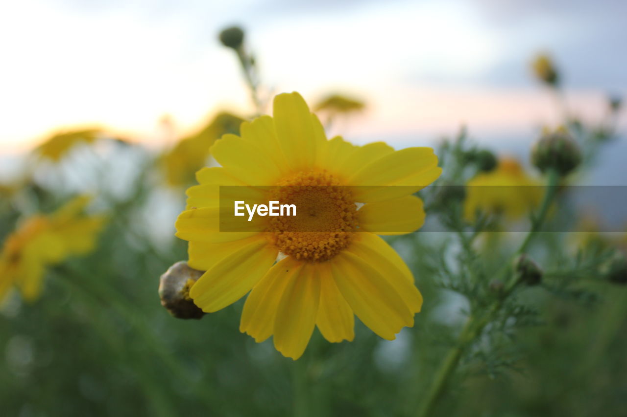 Close up with the yellow flowers