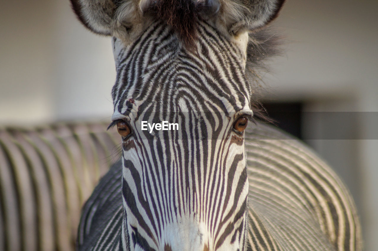 Close-up portrait of zebra