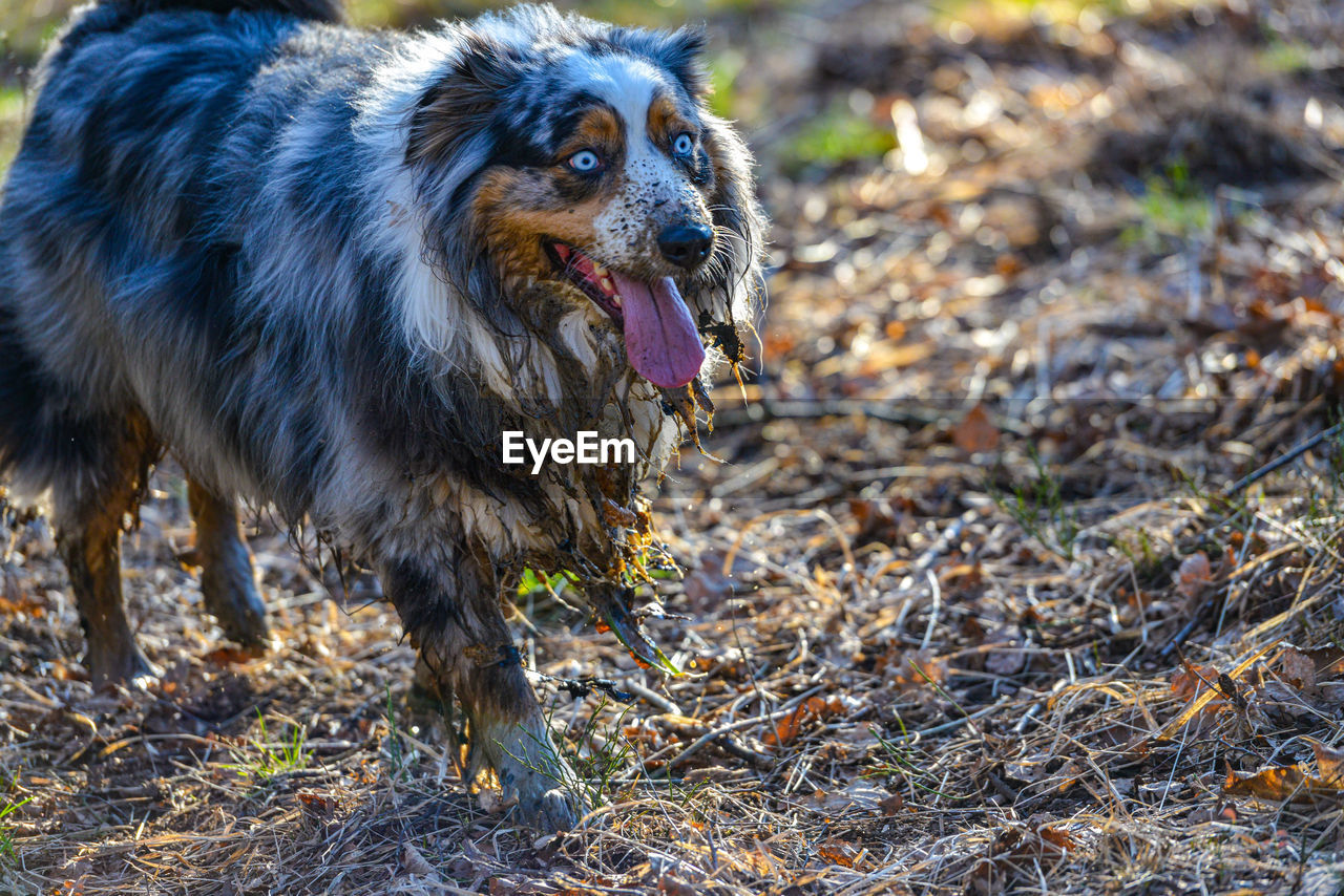 Dog standing on field