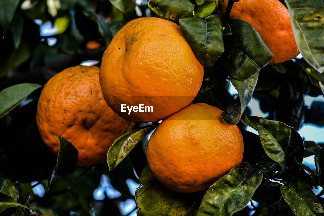 Close-up of oranges growing on tree