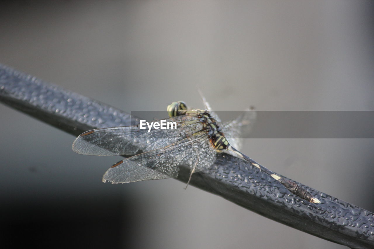 CLOSE-UP OF SPIDER ON A LEAF