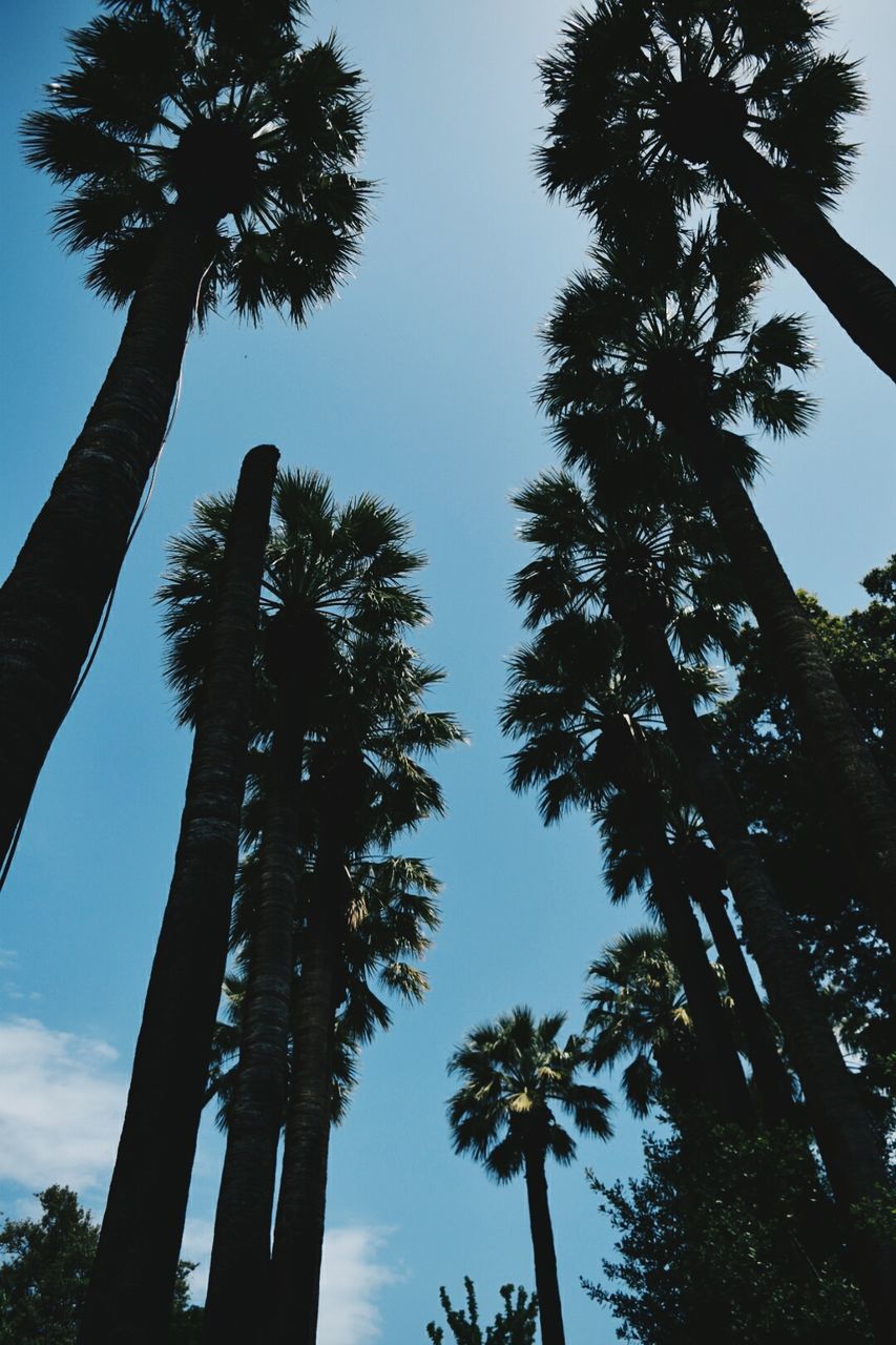 LOW ANGLE VIEW OF SILHOUETTE TREES AGAINST SKY