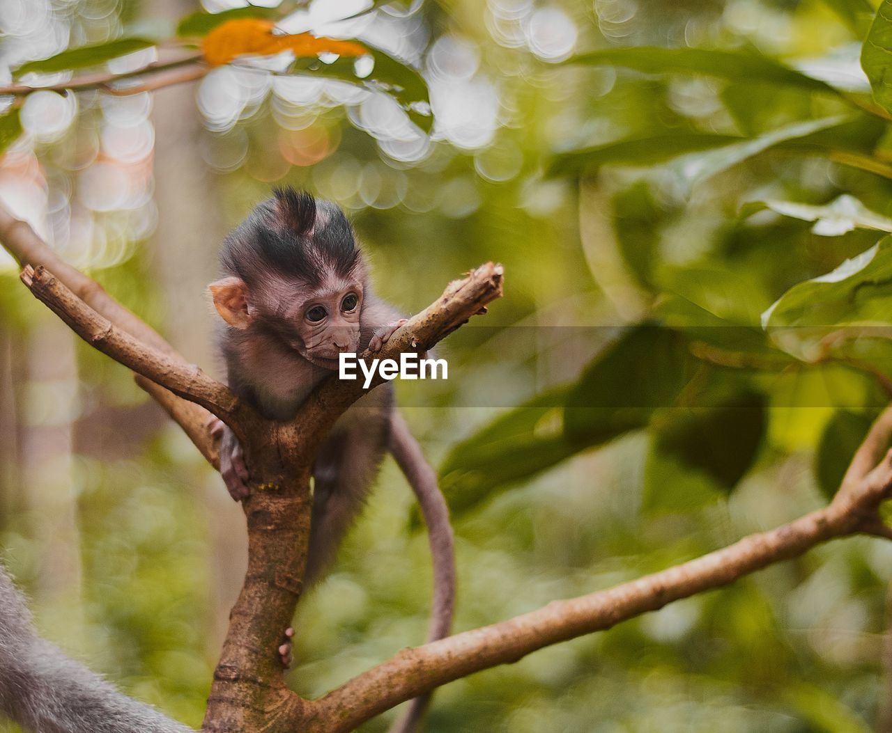 VIEW OF MONKEY ON TREE