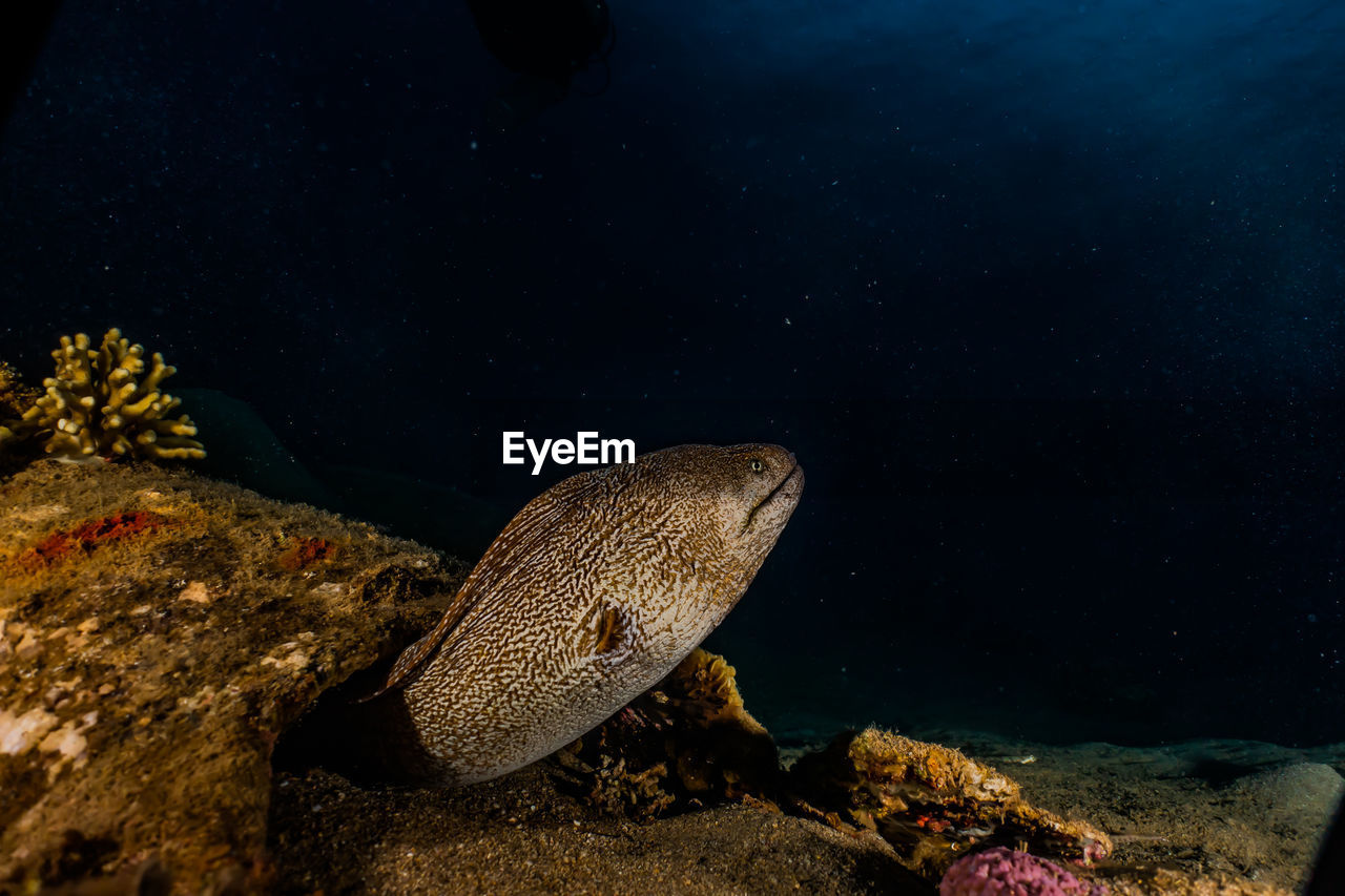 Moray eel mooray lycodontis undulatus in the red sea, eilat israel a.e