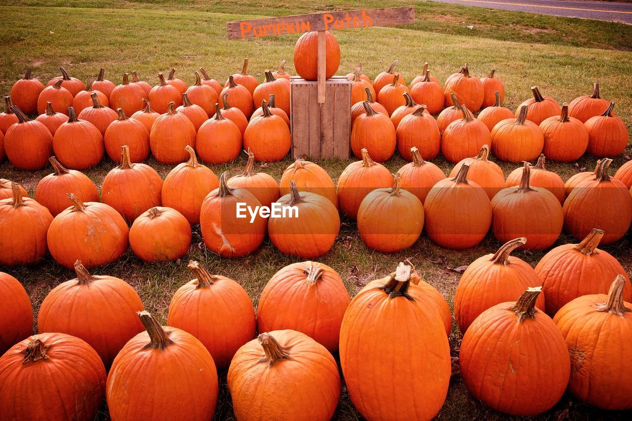 PUMPKINS IN FIELD