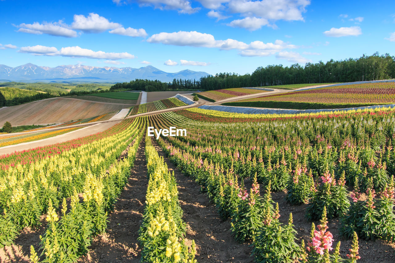 Scenic view of agricultural field against sky