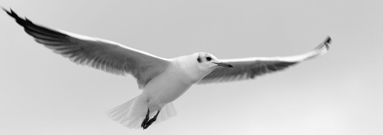 Panoramic shot of seagull flying against clear sky