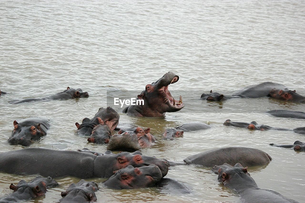 HIGH ANGLE VIEW OF BIRDS SWIMMING ON LAKE