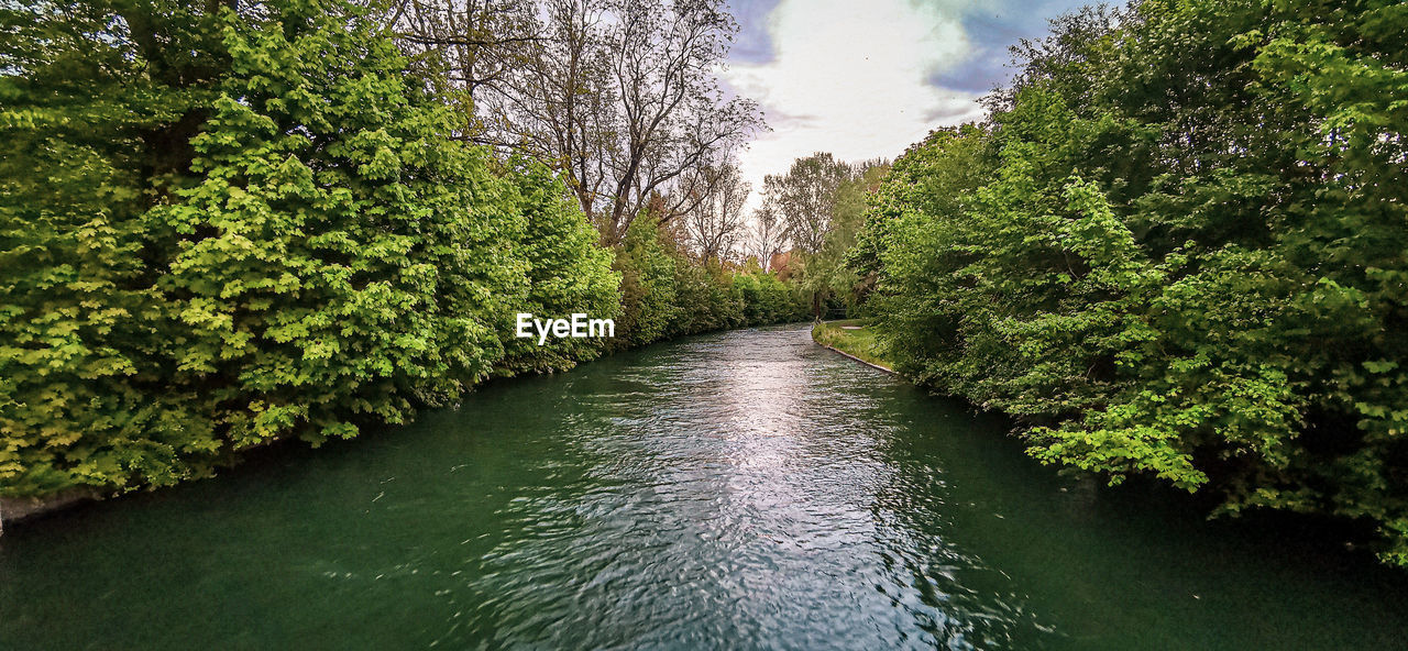 RIVER AMIDST GREEN TREES
