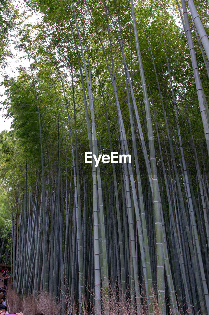 LOW ANGLE VIEW OF BAMBOO TREE IN FOREST