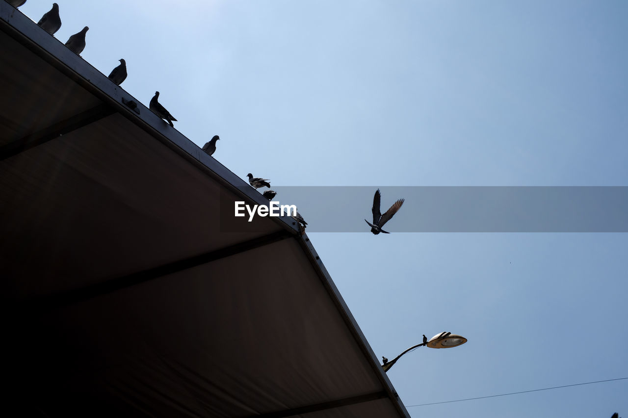 Low angle view of seagulls flying over building