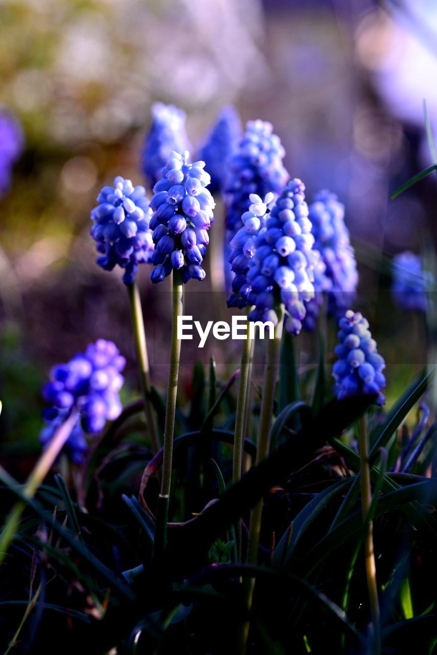 Close-up of hyacinth buds