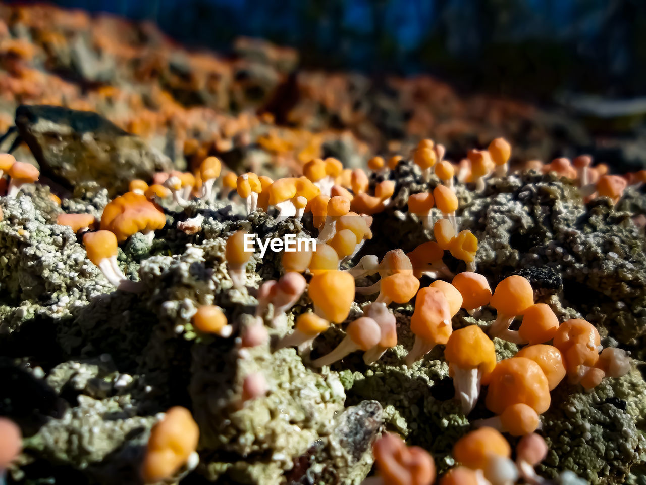 CLOSE-UP OF CORN ON ROCKS