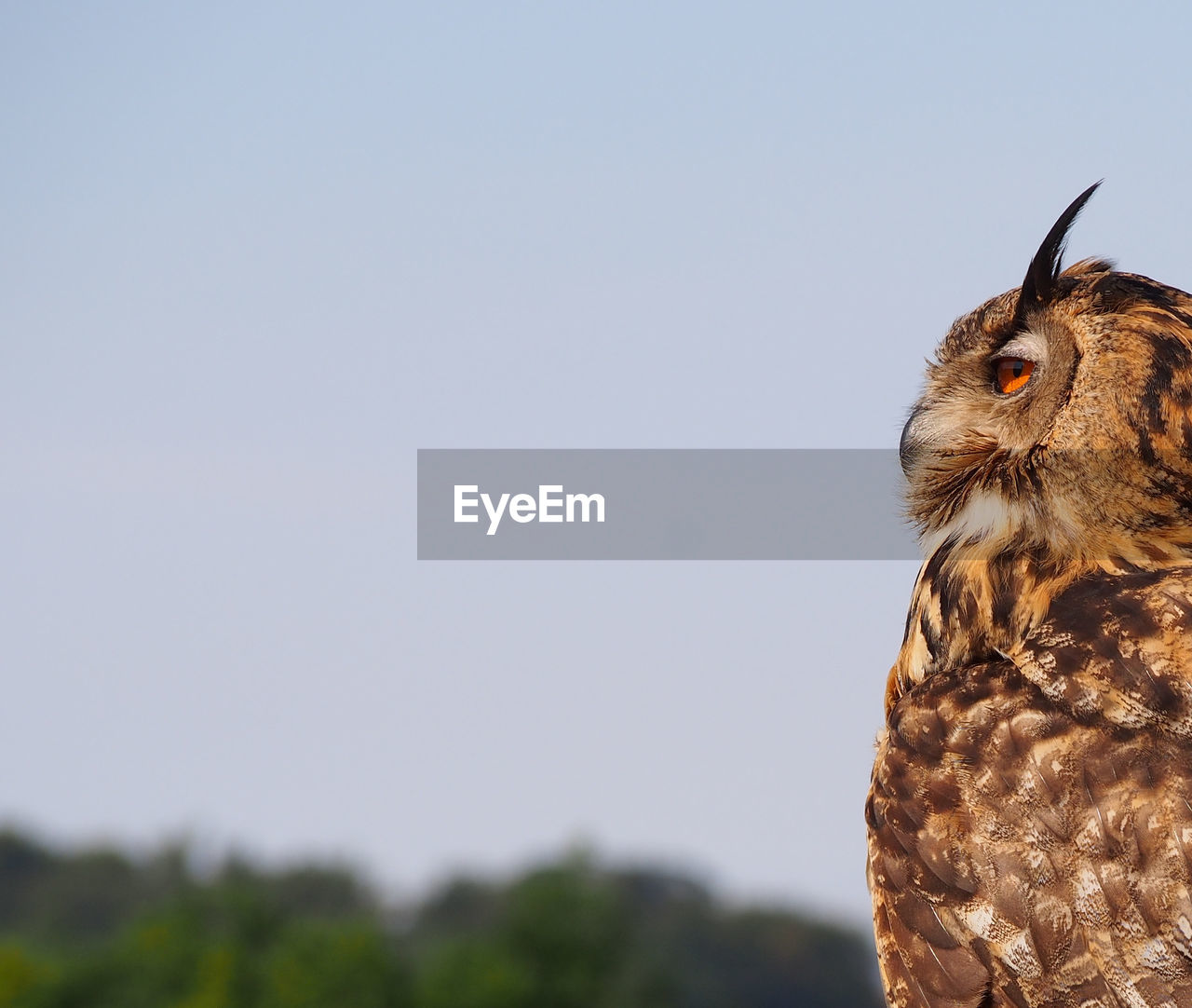 Close-up of eurasian eagle owl looking away against clear sky