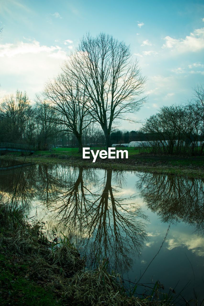 REFLECTION OF BARE TREES IN LAKE AGAINST SKY